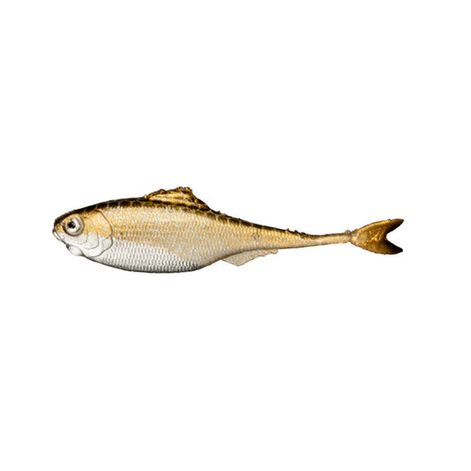 6th Sense Fiction Shad